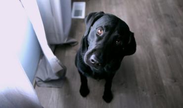 a black dog looking confused inside a home