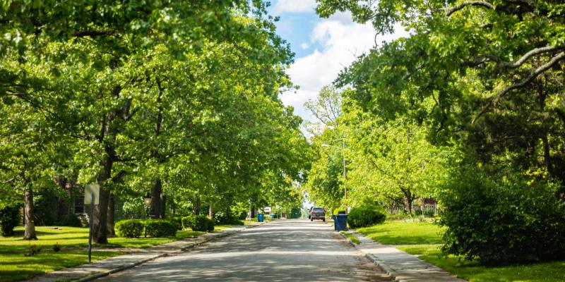 A road surrounded by green trees on both sides